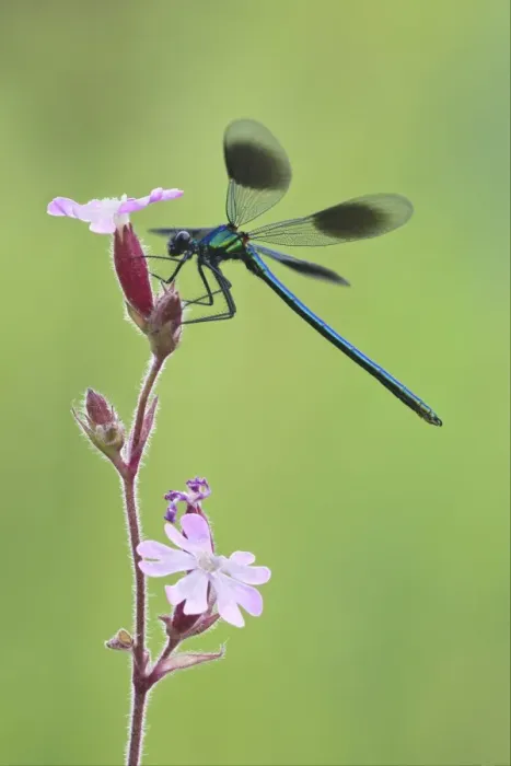Framed Print : Banded Demoiselle (Calopteryx splendens) adult male, resting on flower, Leicestershire, England, june