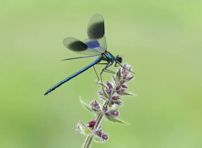 Framed Print : Banded Demoiselle (Calopteryx splendens) adult male, resting on Marsh Woundwort (Stachys palustris) flowerhead, Leicestershire, England, june Framed Print : Banded Demoiselle (Calopteryx splendens) adult male, resting on Marsh Woundwort (Stachys palustris) flowerhead, Leicestershire, England, june