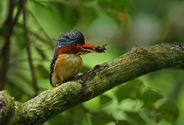Banded Kingfisher (Lacedo pulchella amabilis) adult male, with insect prey in beak, perched on branch