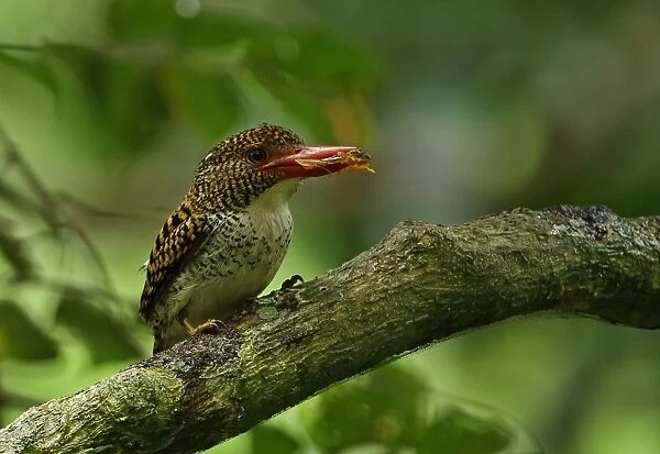 Banded Kingfisher (Lacedo pulchella amabilis) adult female, with treefrog prey in beak, perched on branch