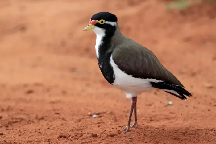 Framed Print : Banded Lapwing (Vanellus tricolor) adult, standing on bare ground, Outback, Northern Territory, Australia Framed Print : Banded Lapwing (Vanellus tricolor) adult, standing on bare ground, Outback, Northern Territory, Australia