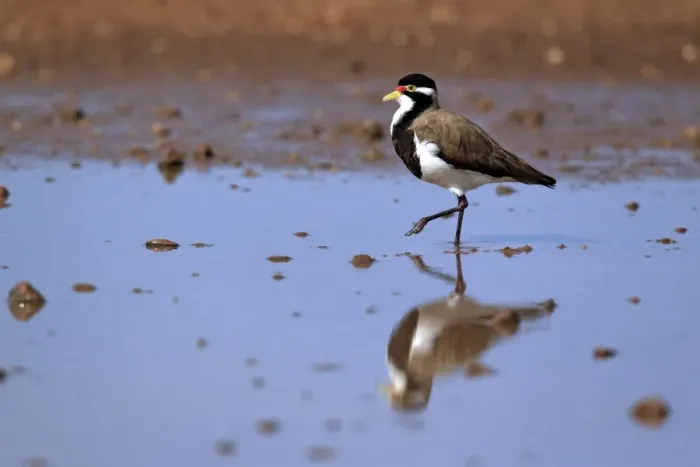 Framed Print : Banded Lapwing (Vanellus tricolor) adult, walking in shallow water, Sturt N. P. New South Wales, Australia Framed Print : Banded Lapwing (Vanellus tricolor) adult, walking in shallow water, Sturt N. P. New South Wales, Australia