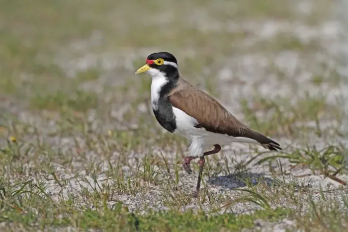 Framed Print : Banded Lapwing (Vanellus tricolor) adult, standing in sandy meadow with sparce grass, Western Australia, Australia, october Framed Print : Banded Lapwing (Vanellus tricolor) adult, standing in sandy meadow with sparce grass, Western Australia, Australia, october