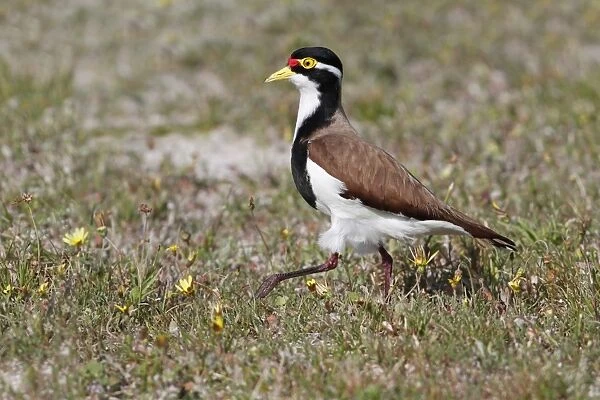 Banded Lapwing (Vanellus tricolor) adult female, approaching nestsite on sandy cricket pitch, Western Australia