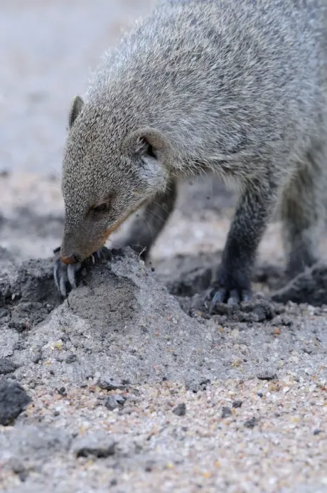 Framed Print : Banded Mongoose (Mungos mungo) adult, digging for food, Masai Mara, Kenya