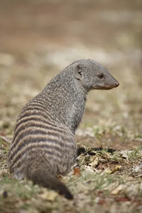 Framed Print : Banded Mongoose (Mungos mungo) adult, sitting in savannah, Pilanesberg N. P. North West Province, South Africa