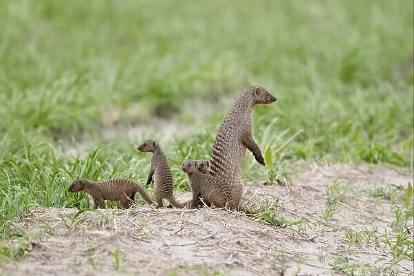 Banded Mongoose (Mungos mungo) adult with young, standing alert on lookout, Savute, Chobe N. P. Botswana