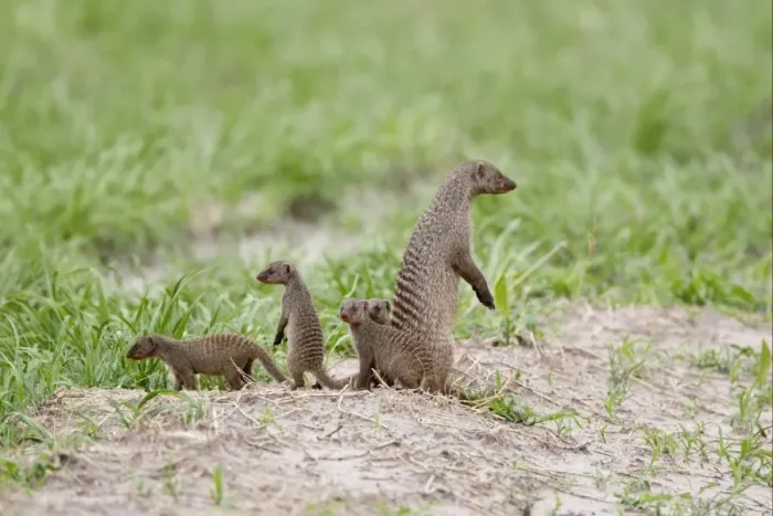 Framed Print : Banded Mongoose (Mungos mungo) adult with young, standing alert on lookout, Savute, Chobe N. P. Botswana Framed Print : Banded Mongoose (Mungos mungo) adult with young, standing alert on lookout, Savute, Chobe N. P. Botswana