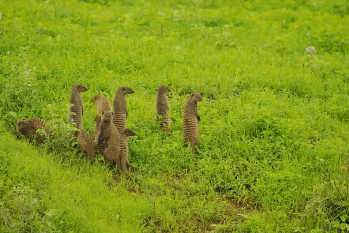 Framed Print : Banded Mongoose (Mungos mungo) family group, on lookout, standing on hind legs, Ruaha N. P. Tanzania Framed Print : Banded Mongoose (Mungos mungo) family group, on lookout, standing on hind legs, Ruaha N. P. Tanzania
