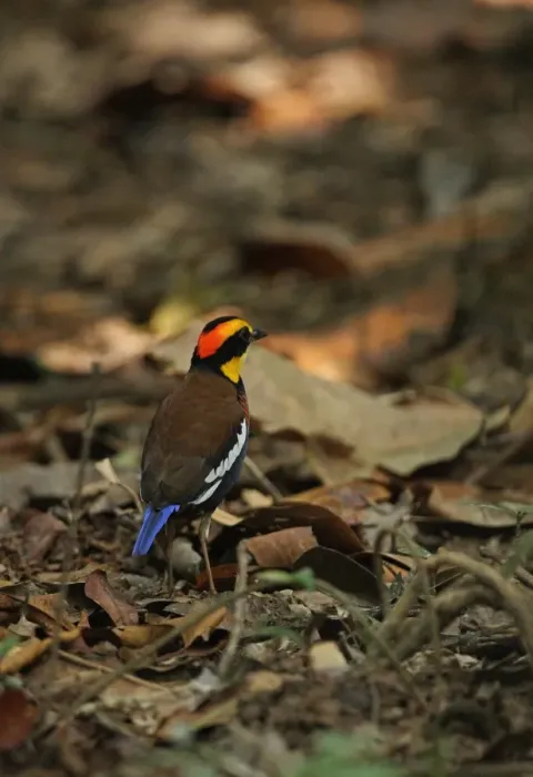 Framed Print : Banded Pitta (Pitta guajana irena) adult male, standing on forest floor, Khao Nor Chuchi, Thailand, february Framed Print : Banded Pitta (Pitta guajana irena) adult male, standing on forest floor, Khao Nor Chuchi, Thailand, february