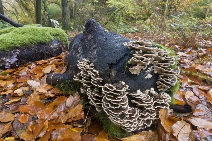 Framed Print : Banded Polypore (Trametes versicolor) fruiting bodies, mass growing on decaying log in beech woodland habitat Framed Print : Banded Polypore (Trametes versicolor) fruiting bodies, mass growing on decaying log in beech woodland habitat