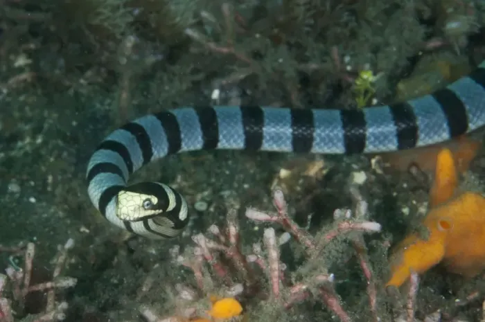 Framed Print : Banded Sea Krait (Laticauda colubrina) adult, swimming over black sand, Lembeh Straits, Sulawesi Framed Print : Banded Sea Krait (Laticauda colubrina) adult, swimming over black sand, Lembeh Straits, Sulawesi