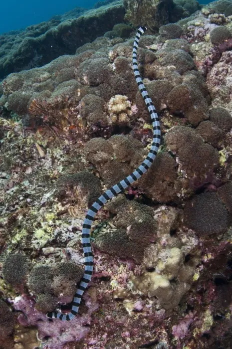 Framed Print : Banded Sea Krait (Laticauda colubrina) adult, hunting in reef, Gunung Api, Banda Sea, Indonesia Framed Print : Banded Sea Krait (Laticauda colubrina) adult, hunting in reef, Gunung Api, Banda Sea, Indonesia