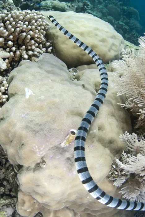 Framed Print : Banded Sea Krait (Laticauda colubrina) adult, swimming around coral reef, Bunaken, Manado, Northeast Sulawesi