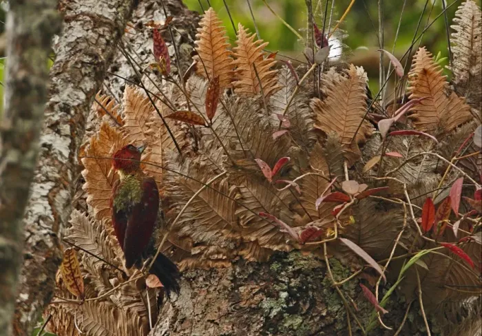 Framed Print : Banded Woodpecker (Picus mineaceus) adult male, feeding beside epiphyte on tree, Kaeng Krachan N. P. Thailand, november