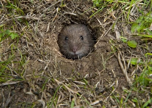 Bank Vole (Clethrionomys glareolus) adult, emerging from burrow, Anglesey, North Wales, august