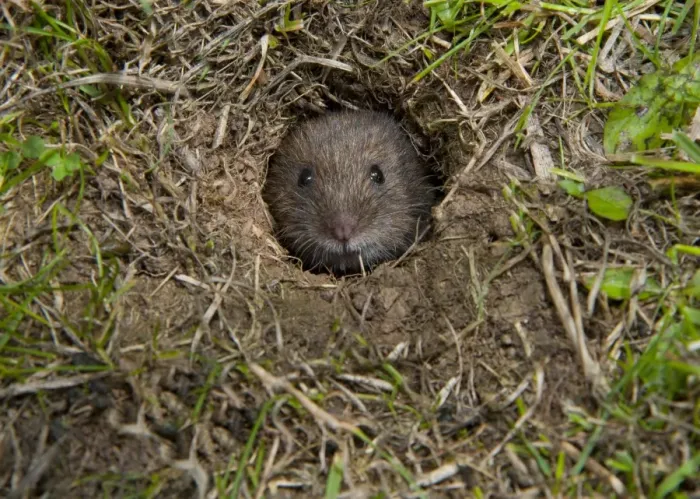 Framed Print : Bank Vole (Clethrionomys glareolus) adult, emerging from burrow, Anglesey, North Wales, august Framed Print : Bank Vole (Clethrionomys glareolus) adult, emerging from burrow, Anglesey, North Wales, august