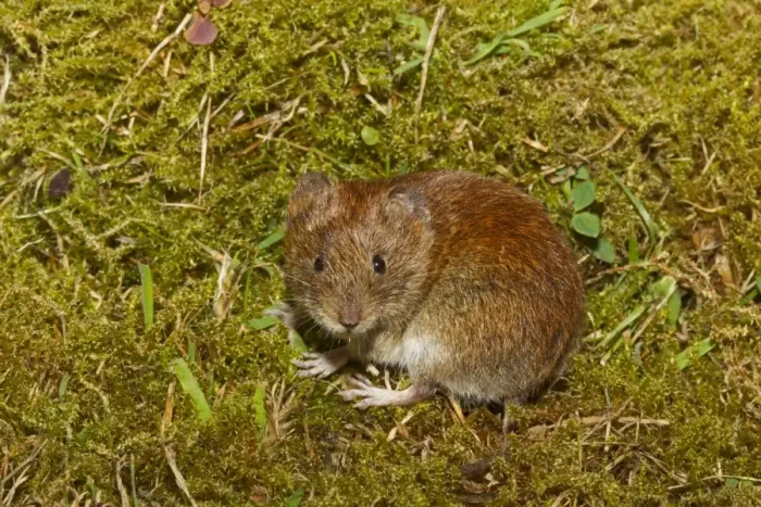 Framed Print : Bank Vole (Myodes glareolus) adult female, standing on moss, Norfolk, England, July (controlled) Framed Print : Bank Vole (Myodes glareolus) adult female, standing on moss, Norfolk, England, July (controlled)