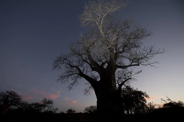 Baobab (Adansonia digitata) habit, at dusk, Kruger N. P. Transvaal, South Africa, June