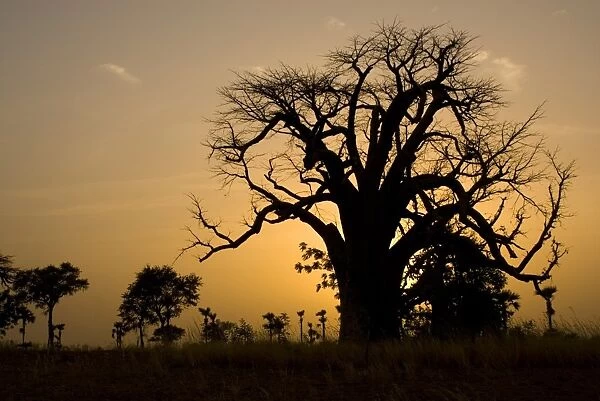 Baobab tree silhouetted at sunset, near Banfora, Comoe Province, Burkina Faso