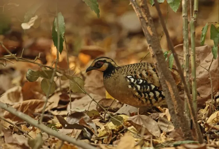 Framed Print : Bar-backed Partridge (Arborophila brunneopectus) adult, standing amongst leaf litter on forest floor, Kaeng Krachan N. P. Thailand, january