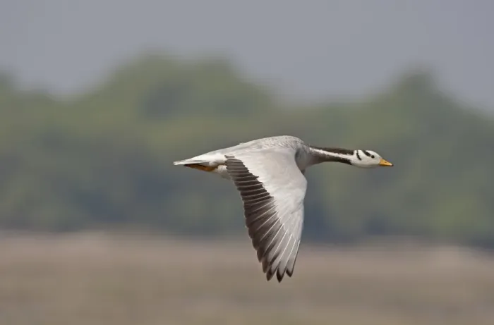 Framed Print : Bar-headed Goose (Anser indicus) adult, in flight, Keoladeo Ghana N. P. (Bharatpur), Rajasthan, India, February Framed Print : Bar-headed Goose (Anser indicus) adult, in flight, Keoladeo Ghana N. P. (Bharatpur), Rajasthan, India, February