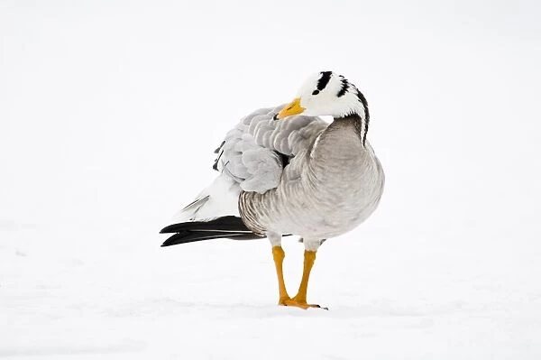 Bar-headed Goose (Anser indicus) adult, standing on snow in city parkland, Regents Park, London, England