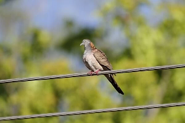 Bar-shouldered Dove (Geopelia humeralis) adult male, perched on powerline, Northern Territory, Australia