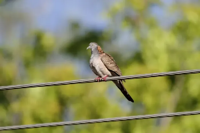 Framed Print : Bar-shouldered Dove (Geopelia humeralis) adult male, perched on powerline, Northern Territory, Australia