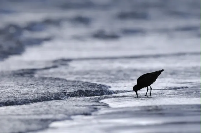 Framed Print : Bar-tailed Godwit (Limosa lapponica) adult, silhouetted on beach, probing mud with beak, Varanger, Norway, may