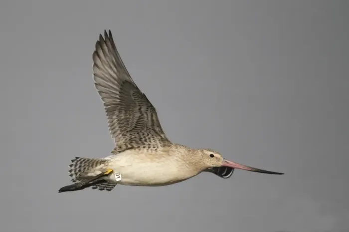 Framed Print : Bar-tailed Godwit (Limosa lapponica) adult, non-breeding plumage, in flight, with HK leg flags, Mai Po Nature Reserve, Hong Kong, China, september