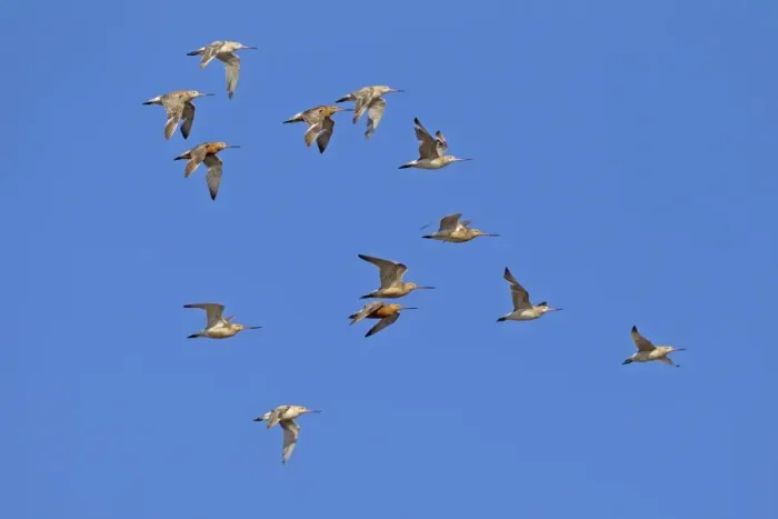 Framed Print : Bar-tailed Godwit (Limosa lapponica) flock, in flight to high tide roost, Snettisham RSPB Reserve, Norfolk, England Framed Print : Bar-tailed Godwit (Limosa lapponica) flock, in flight to high tide roost, Snettisham RSPB Reserve, Norfolk, England