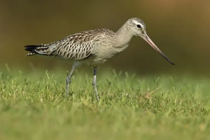 Framed Print : Bar-tailed Godwit (Limosa lapponica) juvenile, standing on grass, Algarve, Portugal, october Framed Print : Bar-tailed Godwit (Limosa lapponica) juvenile, standing on grass, Algarve, Portugal, october