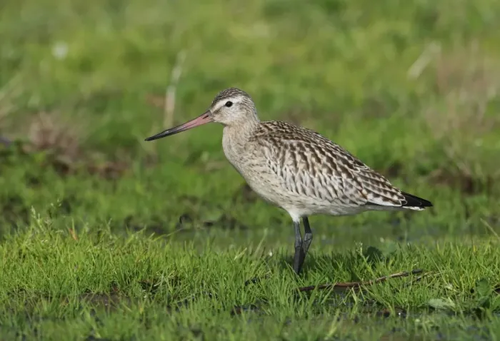 Framed Print : Bar-tailed Godwit (Limosa lapponica) juvenile, standing in damp field, on newly created Higher Level Stewardship land Framed Print : Bar-tailed Godwit (Limosa lapponica) juvenile, standing in damp field, on newly created Higher Level Stewardship land