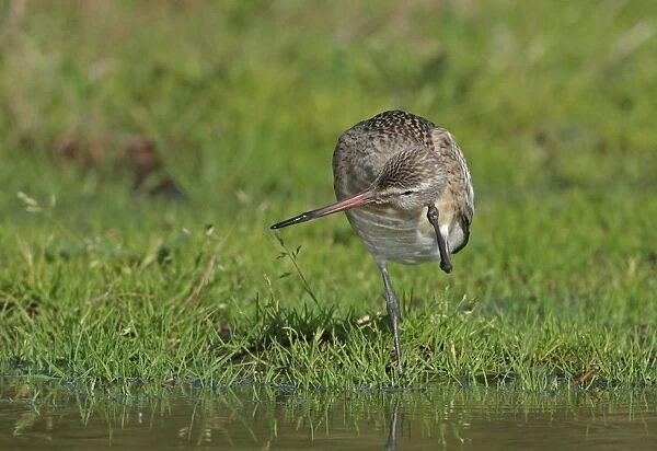 Bar-tailed Godwit (Limosa lapponica) juvenile, scratching head, standing in damp field