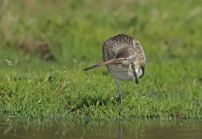Framed Print : Bar-tailed Godwit (Limosa lapponica) juvenile, scratching head, standing in damp field Framed Print : Bar-tailed Godwit (Limosa lapponica) juvenile, scratching head, standing in damp field