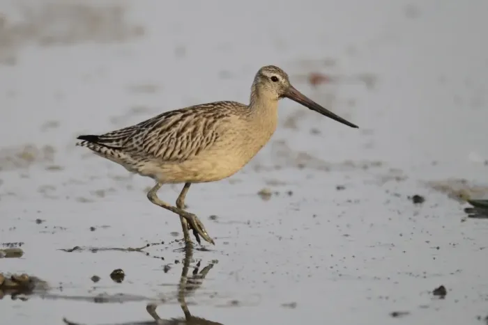 Framed Print : Bar-tailed Godwit (Limosa lapponica menzbieri) adult, non-breeding plumage, walking on tidal mudflat, Mai Po Framed Print : Bar-tailed Godwit (Limosa lapponica menzbieri) adult, non-breeding plumage, walking on tidal mudflat, Mai Po
