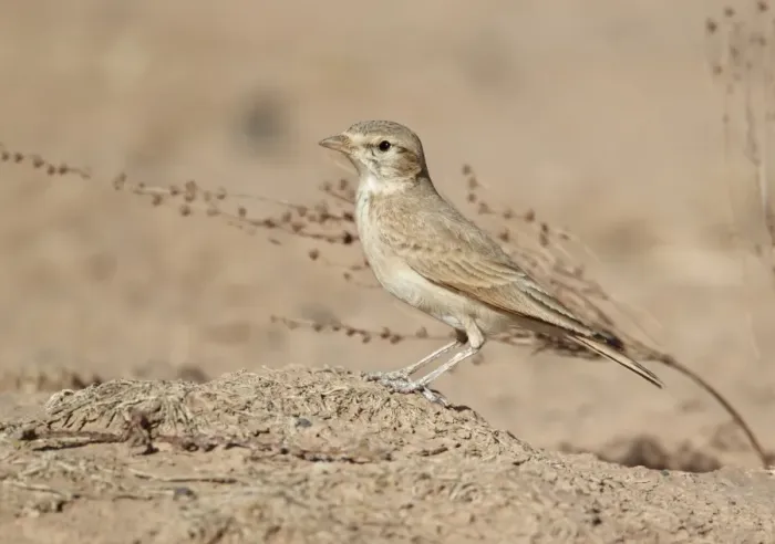 Framed Print : Bar-tailed Lark (Ammomanes cinctura) adult, standing on ground, near Erg Chebbi, Morocco, february