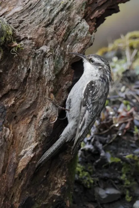 Framed Print : Bar-tailed Treecreeper (Certhia himalayana) adult, foraging on tree stump, Meilixueshan, Yunnan, China, may