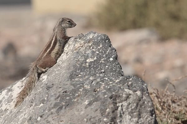 Barbary Ground Squirrel (Atlantoxerus getulus) introduced species, adult, climbing on rock, Caleta de Fustes