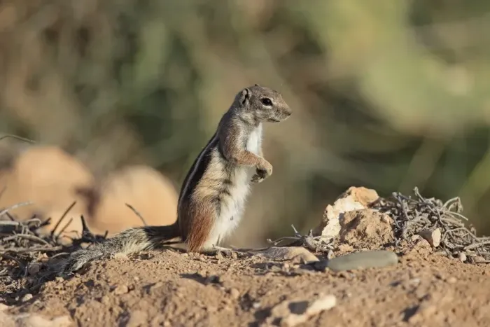Framed Print : Barbary Ground Squirrel (Atlantoxerus getulus) adult, standing on hind legs, Morocco, November Framed Print : Barbary Ground Squirrel (Atlantoxerus getulus) adult, standing on hind legs, Morocco, November