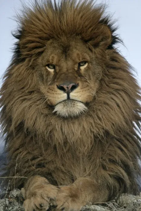 Framed Print : Barbary Lion (Panthera leo leo) adult male, close-up of head Framed Print : Barbary Lion (Panthera leo leo) adult male, close-up of head
