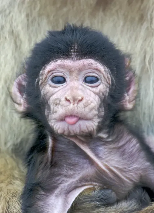 Framed Print : Barbary Macaque (Macaca sylvanus) newborn baby, sticking tongue out, Gibraltar Framed Print : Barbary Macaque (Macaca sylvanus) newborn baby, sticking tongue out, Gibraltar