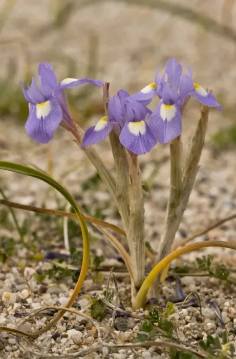 Framed Print : Barbary Nut (Moraea sisyrinchium) flowering, Sardinia, Italy, April Framed Print : Barbary Nut (Moraea sisyrinchium) flowering, Sardinia, Italy, April