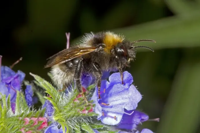Framed Print : Barbuts Cuckoo Bumblebee (Bombus barbutellus) adult female, feeding on Vipers Bugloss (Echium vulgare) flowers Framed Print : Barbuts Cuckoo Bumblebee (Bombus barbutellus) adult female, feeding on Vipers Bugloss (Echium vulgare) flowers