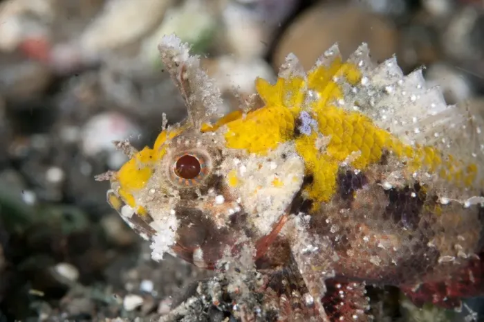 Framed Print : Barchin Scorpionfish (Sebastapistes strongia) adult, close-up of head, resting on black sand, Lembeh Straits, Sulawesi Framed Print : Barchin Scorpionfish (Sebastapistes strongia) adult, close-up of head, resting on black sand, Lembeh Straits, Sulawesi