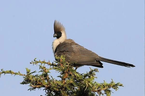Bare-faced Go-away-bird (Corythaixoides personatus) adult, perched on acacia tree, Masai Mara, Kenya