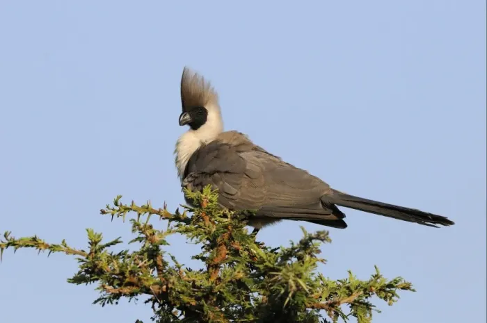 Framed Print : Bare-faced Go-away-bird (Corythaixoides personatus) adult, perched on acacia tree, Masai Mara, Kenya Framed Print : Bare-faced Go-away-bird (Corythaixoides personatus) adult, perched on acacia tree, Masai Mara, Kenya