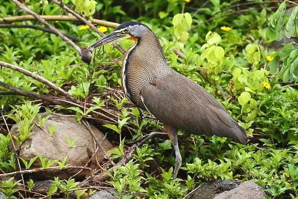 Bare-throated Tiger-heron (Tigrisoma mexicanum) adult, with mouse prey in beak, standing amongst vegetation