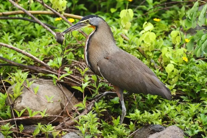 Framed Print : Bare-throated Tiger-heron (Tigrisoma mexicanum) adult, with mouse prey in beak, standing amongst vegetation Framed Print : Bare-throated Tiger-heron (Tigrisoma mexicanum) adult, with mouse prey in beak, standing amongst vegetation